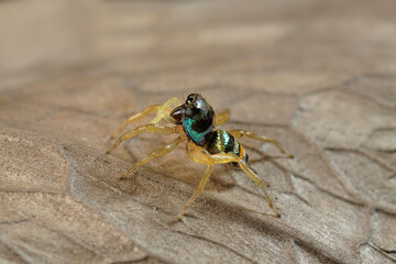 Extreme macro shot of Jumping spider on leave background. Jumping spider is very small but have big eyes. Selective focus and free space for text.