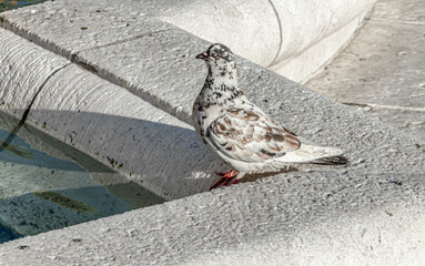 White pigeon with brown spots