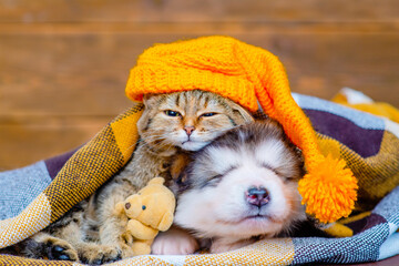 Tabby cat and malamute puppy sleep on a plaid blanket in an embrace. The cat wears a funny yellow cap and hugs a little teddy bear