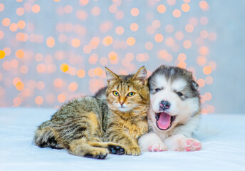 Fototapeta na wymiar Malamute puppy lies in an embrace with a cat against the background of Christmas lights. The puppy yawns