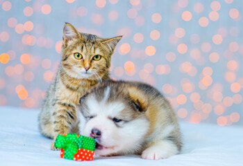 Malamute puppy lies in an embrace with a cat against the background of Christmas lights. Puppy sniffing a small gift
