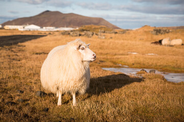 Schaf in einer herbstliche Graslandschaft
