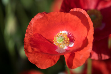 Fototapeta premium Beautiful Wonderful poppy in field 