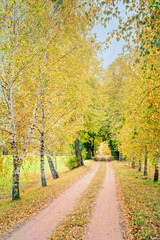Obraz premium Autumn view with birch trees and the road