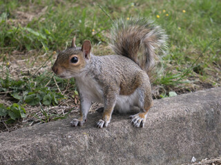 Naklejka na ściany i meble Adorable cute curious squirrel in the park