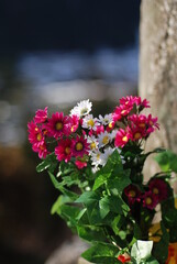 Obraz premium 白と紫色の花の束