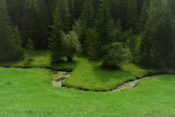 small river in the grass, forest