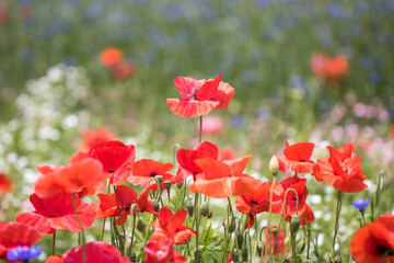 Beautiful Wonderful poppy in field
