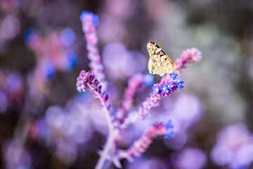 Beautifull backgrounds with floral themes © dominikab