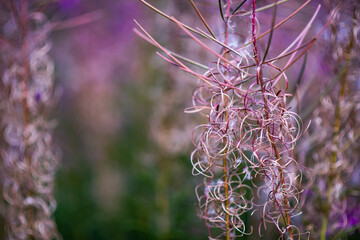 Beautifull backgrounds with floral themes © dominikab