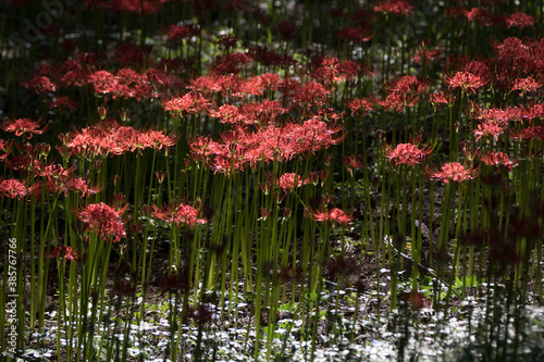 Beautiful Red Spider Lily In The Field Wall Mural Wallpaper Murals 기원 이 Beautiful Red Spider Lily In The Field Wall Mural Wallpaper Murals 기원 이