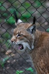 The Siberian lynx also known as East Siberian lynx