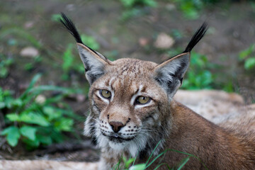 The Siberian lynx also known as East Siberian lynx