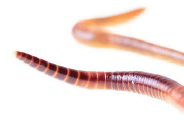 Earthworm isolated on a white background.
