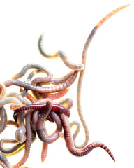 Earthworms isolated on a white