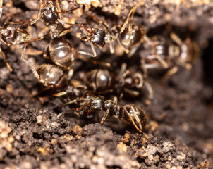 Ants crawl on the ground.