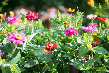 The beautiful Zinnia in the field 
