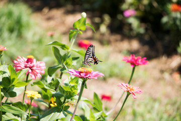 The beautiful Zinnia in the field 

