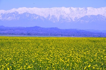 Mustard fields in full bloom against the backdrop of snow covered mountains in Kangra valley of Himachal Pradesh, India.