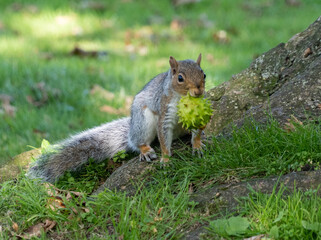 Squirrel collecting food on an autumnmorning 