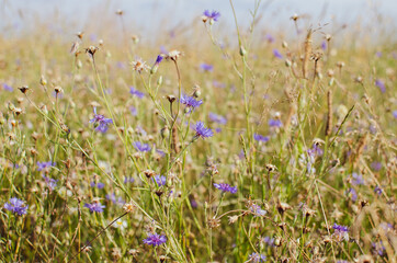 Kwiaty polne chaber na dzikiej łące © Olga