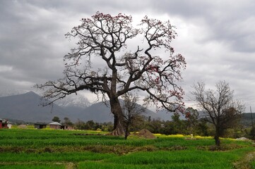 A lone silk cotton tree stands tall in the middle of a mustard farm in Kangra valley of Himachal Pradesh, India.