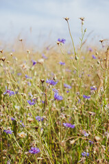 Kwiaty polne chaber na dzikiej łące © Olga