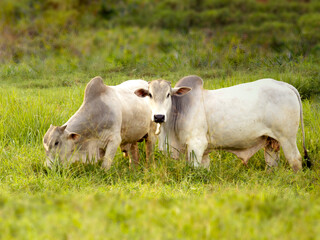 Nellore bull in the pasture of making in Brazil. Main cattle in the production of meat in the Brazilian market. Copy space.Selective Focus