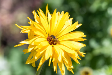 honeybee collecting nectar on yellow flower
