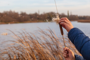 Reed in the boy's hand