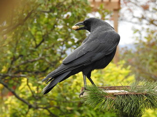 
A crow in autumn