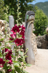 beautiful hollyhock in the outside
