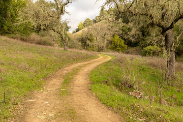 Fototapeta na wymiar Spanish moss covered oak trees along a dirt path eluminated by the rising sun, Henry Coe State Park, California