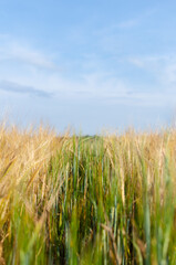 Zielona trawa pośród złotych zbóż