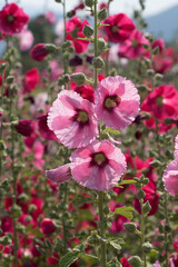 beautiful hollyhock in the outside
