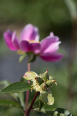beautiful peony in the field

