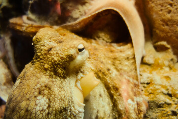 Octopus close-up view
