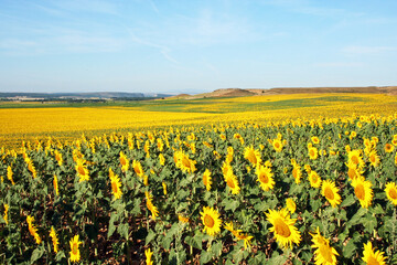 Field of sunflowers in rural Soria, Spain