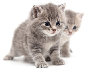 Portrait of two little kitten isolated on a white