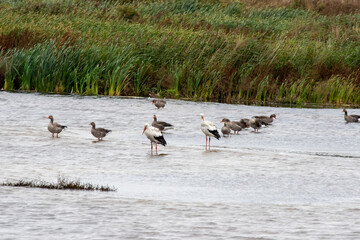 Störche mit Graugänse in Holland