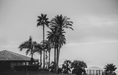 black and white silhouette of palm trees