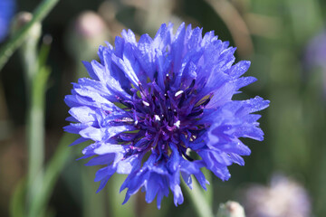 beautiful cornflower in the Field
