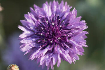 beautiful cornflower in the Field
