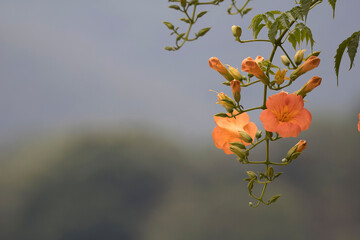 Beautiful trumpet creeper flower  in the early summer
