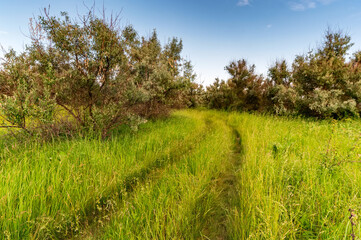 Obraz premium Car footprints on high green grass with blue sky