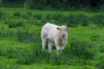 Kuh aus Holland