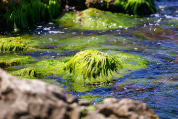 Stones with green algae on the seashore.
