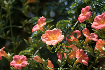 Obraz na płótnie Canvas Beautiful trumpet creeper flower in the early summer 