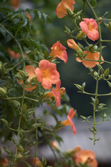 Beautiful trumpet creeper flower  in the early summer
