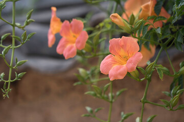 Beautiful trumpet creeper flower  in the early summer
